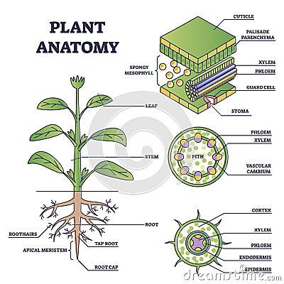 Anatomy Of Plants Botany, Plant Tissue Diagram, Plant Anatomy Art, Plant Anatomy Notes, Plant Biology Notes, Plant Physiology Notes, Internal Structure Of A Leaf, Plant Tissue Biology Notes, Leaves Structure