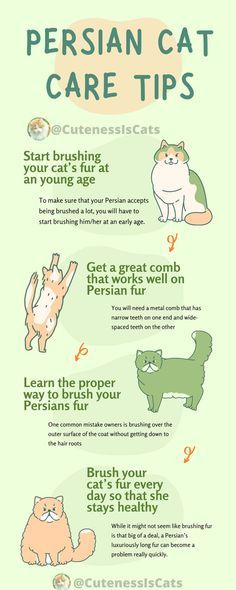 Cat Personality, Cat Personalities, Persian Kittens, Cat Hacks, Cat Care Tips, Metal Comb, Kitten Care, Cat Club, Persian Cat