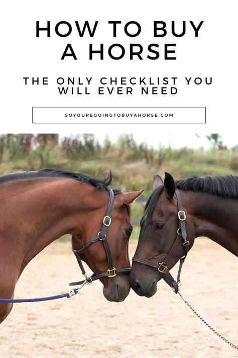 There are many long and intimidating checklists out there sharing all the questions to ask, red flags to watch out for and costly mistakes to avoid when buying a horse. I have a much simpler and safer recommendation if you are looking to buy your first horse. 📌 Save this pin for later Click to see the simple 4 Steps you should take when buying your first horse. Horse Shopping List, Best Horse Breeds For First Time Owners, Things Only Equestrians Understand, Things You Need For Your First Horse, First Horse Essentials, New Horse Owner Checklist, First Time Horse Owner Checklist, First Horse Checklist, Horse Stuff To Buy