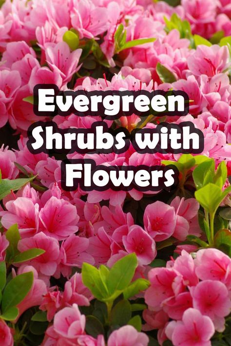 Discover the enchanting beauty of 15 flowering evergreen shrubs that will add year-round color to your garden. Our comprehensive article reveals the most stunning, low-maintenance shrubs that bloom in a wide range of colors and sizes. Create an outdoor oasis with these plants that also provide privacy, shade, and fragrance. From camellias to azaleas, you'll find the perfect shrub for your landscape. Don't miss the opportunity to transform your garden into a stunning paradise! Low Maintenance Shrubs Landscaping Ideas, Colorful Shrubs For Landscaping, Low Flowering Shrubs, English Garden Shrubs, Evergreen Plants For Landscaping, Low Shrubs For Landscaping, Flowering Shrubs In Front Of House, Oleander Landscaping, Bushes In Front Of House Low Maintenance