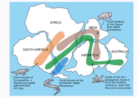 Shared fossil record between continents. Continental Drift Theory, Alfred Wegener, Continental Drift, Physical Geography, 6th Grade Science, Earth And Space Science, Plate Tectonics, Earth From Space, Middle School Science