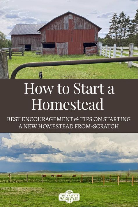 How to Start a Homestead From Scratch Start A Homestead, Homesteading Hacks, Diy Homesteading, Homesteading Life, Backyard Homestead, Prairie Homestead, Homesteading Animals, Pallet Gardening, Modern Homesteading