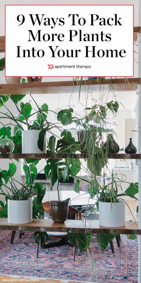 Home Plant Organization, Indoor Plants Styling Small Spaces, Plant Decor Small Apartment, Plants Bedroom Wall, Apartment Plant Organization, Plants For Apartments Small Spaces, Big Plants Small Apartment, Indoor Plants Shelves, How To Fit More Plants In A Room