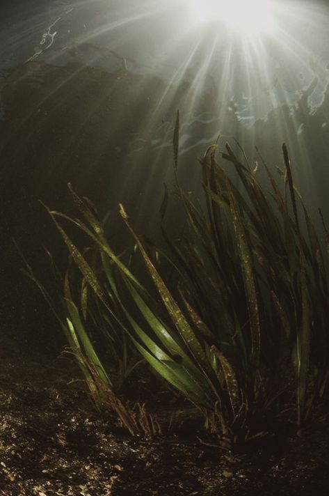 Underwater Lake Photography, Murky Water Aesthetic, Swamp Underwater, Underwater Dark, Swamp Painting, Underwater Lake, Underwater Drawing, Murky Water, Underwater Plants