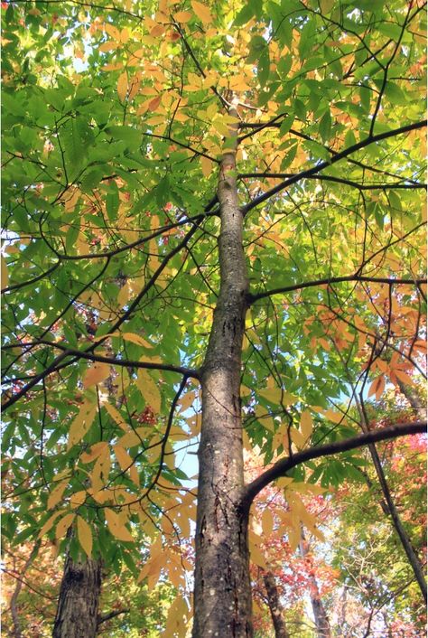 The American Chestnut: Extinct or Returning? | LEAF | Local Enhancement & Appreciation of Forests Viking Painting, Michigan Trees, Chestnut Tree, American Chestnut, Wood Trees, Chestnut Trees, Eastern Canada, Native Garden, Hard Wood