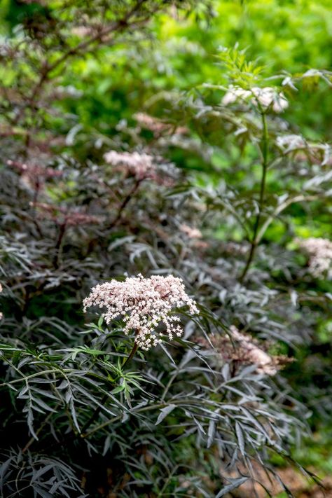 Black Elderberry Bush, Black Lace Plant, Black Lace Elderberry Bush, Laced Up Elderberry, Black Lace Elderberry Landscape, Elderberry Landscaping, Magnolia Landscaping, Mound Garden, Lemony Lace Elderberry