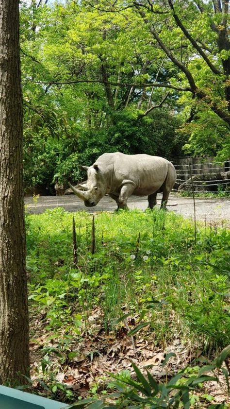 Bronx Zoo Nature, Animals, Bronx Zoo, Exotic Animals, Exotic Pets, Bronx, Quick Saves