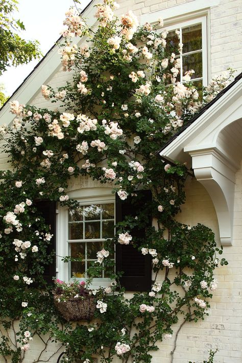 Climbing roses نباتات منزلية, Climbing Roses, Garden Cottage, Rose Garden, Dream Garden, My Dream Home, Flower Wall, Cottage Garden, Garden Inspiration