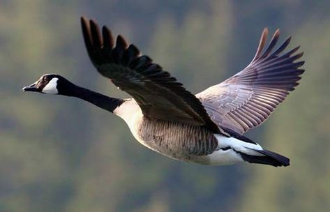 Canada Goose Bird, Goose Flying, Goose Tattoo, Canadian Geese, Goose Hunting, Wild Geese, Canada Geese, Wild Goose, Canadian Goose