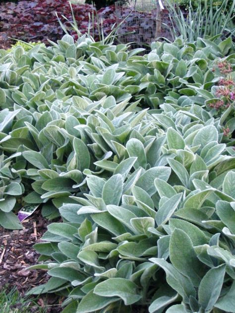 Lamb's Ears - Showy edge-of-border silver-leaf perennial. Extremely drought-tolerant once established. Very attractive when planted below or in front of burgundy foliage Lambs Ear Plant, Stachys Byzantina, Lamb's Ear, Deer Resistant Plants, Sensory Garden, Front Landscaping, Garden Shrubs, Moon Garden, Have Inspiration