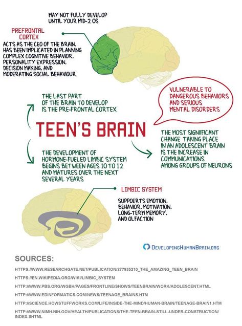 Teenage Therapy, Teenage Brain Development, Teenage Brain, Analytical Thinking, Brain Based Learning, Psychology Notes, Brain Facts, Stages Of Life, Brain Anatomy