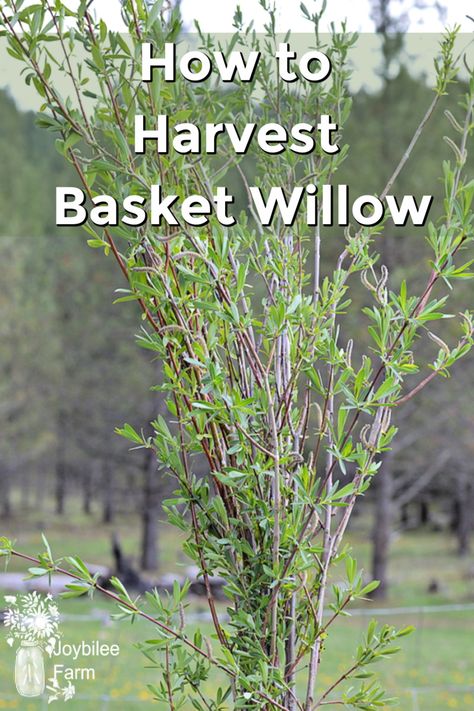 Making Willow Baskets, Willow Baskets Weaving, Willow Tree Craft, Diy Foraging Basket, Diy Willow Basket, Growing Willow For Weaving, Spring Garden Crafts, Living Willow Fence, Weaving Willow