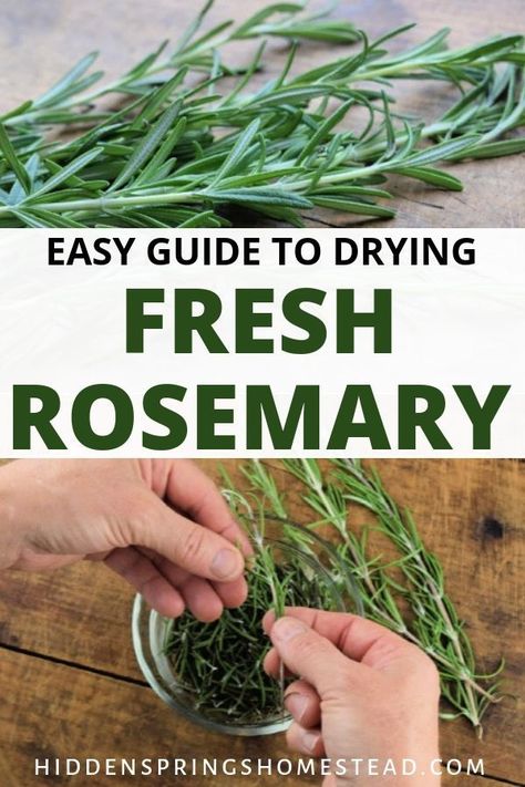 Fresh herb like Rosemary is so useful for both culinary and medicinal purposes. Learn 4 ways you can dry fresh rosemary to stock your pantry shelves. Preserving Fresh Rosemary, What To Do With Rosemary Fresh Herbs, Things To Do With Fresh Rosemary, Ways To Use Rosemary, How To Dry Rosemary In Oven, Dehydrating Rosemary, Uses For Fresh Rosemary, Rosemary Drying, Things To Do With Rosemary