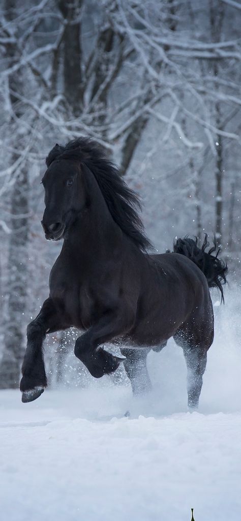 Wild Horse Wallpaper, Friesian Horse Wallpaper, Black Shire Horse Aesthetic, Black Horses Wallpaper, Horses Wallpaper Iphone, Caballos Frisian, Black Horse Wallpaper Iphone, Black Shire Horse, Black Horse Aesthetic