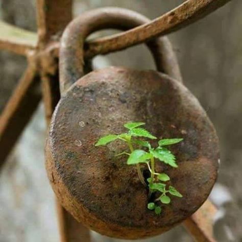 Old lock, young plants. Peisaj Abstract, Foto Tips, Jolie Photo, Autumn Trees, Amazing Nature, Mother Earth, Nature Photos, Nature Beauty, Beautiful World