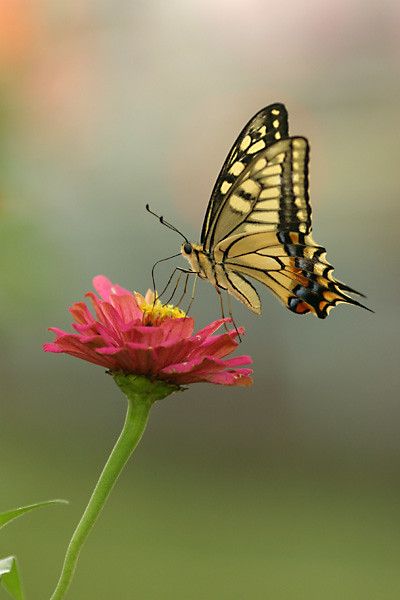 Most Beautiful Butterfly, Butterfly On Flower, Butterfly Habitat, Beautiful Butterfly Pictures, Beautiful Butterfly Photography, Rose Gold Wallpaper, Butterfly Species, Butterfly Photos, Butterflies Flying