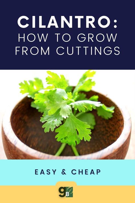 Propagate Cilantro, Growing Cilantro Outdoors, Store Cilantro, Grow Cilantro Indoors, Gardening Kit Gift, How To Grow Cilantro, How To Harvest Cilantro, Cilantro Plant, Gardening Herbs