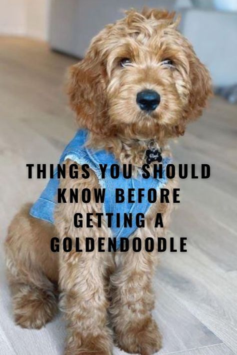 Mini Goldendoodle Accessories, Full Size Goldendoodle, Light Brown Goldendoodle, Golden Doodle Hair Care, Goldendoodle Clothes For Dog, Mini Goodlendoodle Puppy, F1b Goldendoodle Mini, Best Dog Food For Goldendoodles, Goldendoodle Service Dog