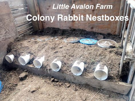 Rabbit Nesting Box, Farm Baby Nursery, Rabbit Colony, Rabbit Tunnel, Rabbits For Meat, Rabbit Nest, Raising Rabbits For Meat, Rabbit Pen, Stingless Bees