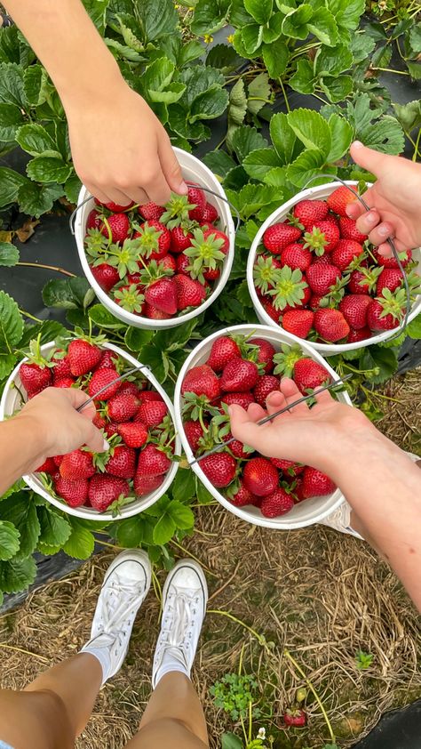 Fresh Strawberries Aesthetic, Summer And Spring Aesthetic, Fresh Summer Aesthetic, Fresh Market Aesthetic, Summer 2024 Moodboard, Strawberry Summer Aesthetic, Strawberry Patch Aesthetic, Picking Strawberries Aesthetic, Summer 2024 Vibes