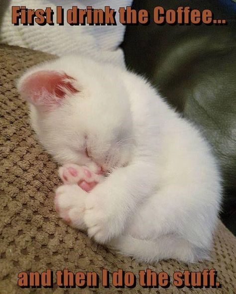 First I drink the Coffee... and then I do the stuff. Regnul Animal, White Kitten, Söt Katt, Siamese Kittens, White Kittens, Kittens And Puppies, Baby Kittens, Sleepy Cat, Cute Animal Pictures