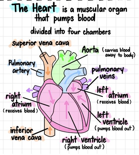 Highschool Biology Notes, The Heart Biology Notes, Biology Notes Aesthetic Heart, Notes On The Heart, Higher Human Biology Notes, Cardiologist Study Notes, Blood Anatomy Notes, Heart Study Notes, Biology Circulatory System Notes