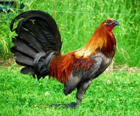 BLUE MUG GAME FOWL by 2011fabian8z Rooster Pictures, Kelso Gamefowl, Jersey Giant Rooster, Chicken Breeding, Buff Brahma Rooster, Onagadori Rooster, Australorp Rooster, Rooster Breeds, Gamebirds