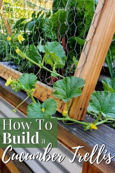 Trellis For Tomatoes Raised Beds, Vertical Trellis Ideas, Growing Vegetables On A Trellis, Trellis Cucumber Raised Beds, Diy Cucumber Trellis Raised Bed, Growing Courgettes Vertically, Cucumber Climbing Ideas, Vertical Tomato Trellis, Trellis For Cucumbers Raised Beds