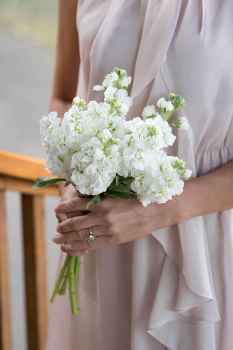 White Simple Bridesmaid Bouquet, Simple Long Stem Wedding Bouquet, Dainty White Bridal Bouquet, Single Type Of Flower Bouquet, White Stock Bouquet, Single Flower Bridesmaid Bouquet Simple, Single Bloom Bridesmaid Bouquet, Single Variety Bouquet, Single Bloom Bouquet