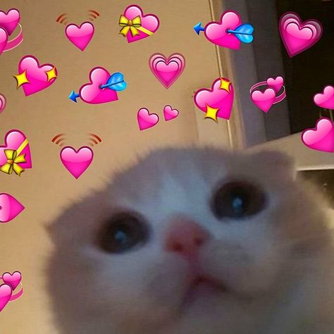 Cat In Love Reaction, Cute Cat Heart Emoji, Cat Hearts Reaction, Cute Cats With Heart Emojis, Heart Memes Love Cat, Cat With Hearts Emojis, Love Pfp Aesthetic Heart, Cat Reaction Pic Heart, Ily Wallpapers