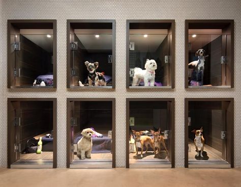 Pet Shops Ideas, Luxury Dog Kennel Pet Hotel, Luxury Pet Boarding, Dog Spa Ideas Pet Grooming, Luxury Dog Spa, Luxury Dog Hotel, Pet Grooming Design, Dog Indoor Play Area, Dog Spa Ideas