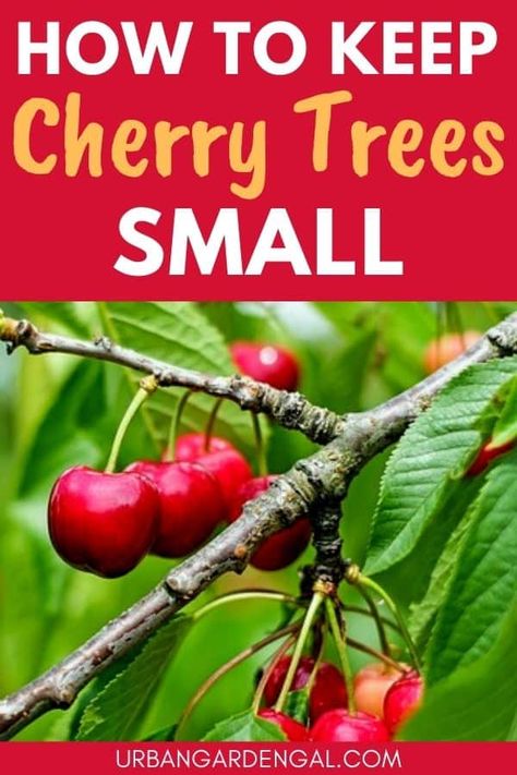 How to Keep Cherry Trees Small - Urban Garden Gal Cherry Tree In Pot, Potted Cherry Tree, Pruning Cherry Trees, Permaculture Berries, Cherry Tree Garden, Cherry Tree From Seed, Miniature Fruit Trees, Cherry Fruit Tree, Growing Cherry Trees