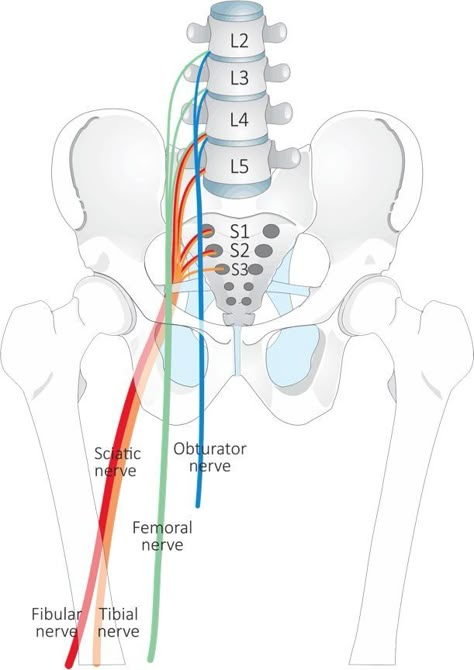 Pelvic Anatomy, Nerve Anatomy, Physical Therapy School, Yoga Anatomy, Human Body Anatomy, Spine Health, Medical School Studying, Muscle Anatomy, Medical School Essentials