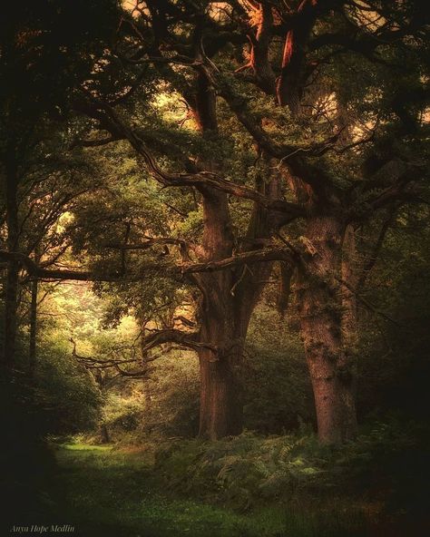 @anya_earthwise Light well 🌿 Anya Core, Light Well, Tree Trunk, Trees, Forest, Plants, On Instagram, Pins, Quick Saves