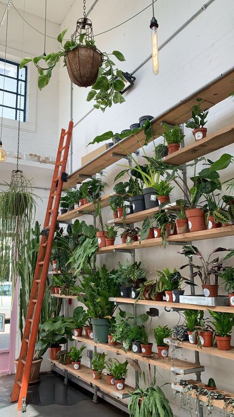 Plant Shop Shelves, Plant Shop Aesthetic Vintage, Plant Shop Interior Design, Aesthetic Plant Shop, Boutique Plant Shop, Plant Shop Cafe, Small Plant Shop Ideas, Corner Shop Aesthetic, Plant Shop Display