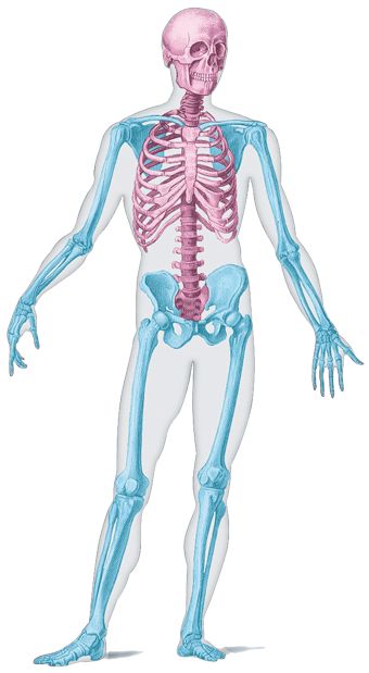 Scientists divide bones into two types of skeletons. The axial skeleton (in pink) is made up of the bones from the central part, or axis, of the body. The appendicular skeleton (in blue) is made up of the appendages, like the arms and legs. | The Human Skeleton | Kids Discover Body Skeleton, The Skeleton, The Human Skeleton, Leg Skeleton, Full Skeleton, Bone Reference Human Anatomy, Arm Skeleton, Upper Body Skeleton, Arm Skeleton Anatomy