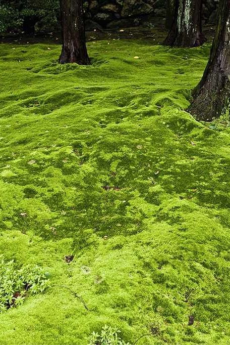 Moss lawn can be a no-mow, low-care, water-wise alternative to turfgrass lawn when circumstances are right. Learn the pros and cons of moss as a lawn substitute. #easyyardideas #nograssyardideas #moss #gardeningadvice #houseplanthacks #howtogrow #indoorflowers #plantparenttips #thespruce Moss Instead Of Grass Yards, No Grass Lawn Ideas, No Mow Fescue Lawn, Grass That Doesnt Need Mowing, Moss Yard Lawn, Moss And Clover Lawn, Overseeding Lawn Spring, Moss Lawn Front Yards, Grass Replacements Ideas