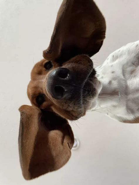 19 Adorably Unflattering Photos of Dogs Looking Down | Cuteness Cool Dog Photography, Happy Dog Photography, Artistic Dog Photography, Creative Dog Photos, Dog Looking Down, Dog Treats Photoshoot, Studio Dog Photography, Dog Photo Shoot Ideas, Dog Portraits Photography