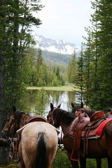 I want to be here ♡ Ranch Life, Horse Life, Appaloosa, Trail Riding, Pretty Horses, Quarter Horse, Horse Photography, Horse Pictures, Horse Love