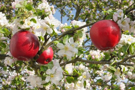 Red apples in apple tree. Surrounded by blossoming apple tree branches , #SPONSORED, #apple, #apples, #Red, #tree, #branches #ad Blooming Apple, Apple Tree Flowers, Apple Tree Blossoms, Blooming Apples, Apple Blossom Flower, Apple Flowers, Candle Fragrance Oil, Gala Apples, Oil Candle