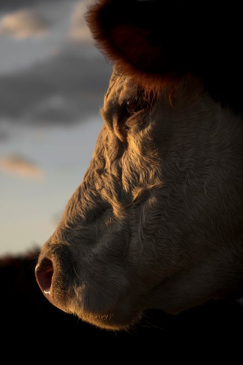 #Hereford #cow #print taken on a Waikato farm in #NewZealand #etsy #walldecor #wallart #cattle Cattle Ranch Aesthetic, Branding Cattle, Cows Aesthetic, Cattle Photography, Texas Illustration, Beef Cows, Farm Wallpaper, Old John Deere Tractors, Cowboy Photography