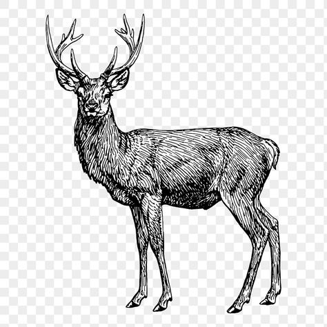 Vintage Animal Illustration, Deer Drawing, Deer Illustration, Animal Icon, Vintage Deer, Public Domain Images, Animal Illustration, Free Png, Vintage Illustration