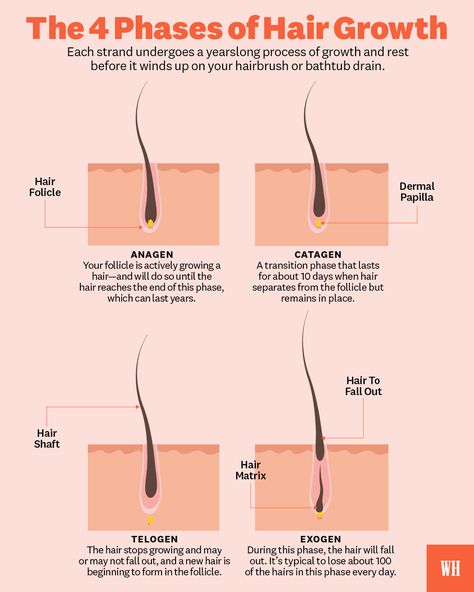 phases of hair growth chart Hair Growth Timeline Charts, Hair Growth Cycle Diagram, Hair Growth Phases, Stages Of Hair Growth, Trichology Hair, Hair Growth Chart, Hair Bases, Hair Cycle, Hair Anatomy