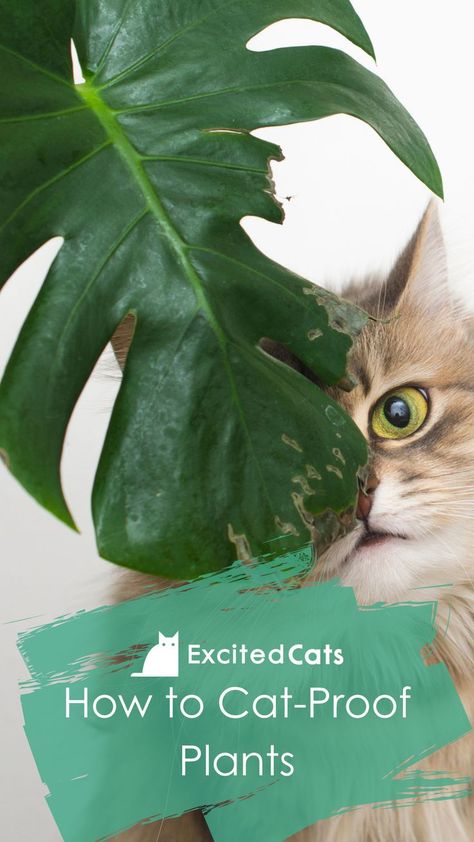 Plant Cat Litter, Cat Safe Hanging Plants, Poisonous Plants For Cats, Dangerous Plants For Cats, Cat Proofing Plants, Cat Proof House Plants, How To Keep Cats Out Of House Plants, Catproof House Plants, How To Protect Plants From Animals