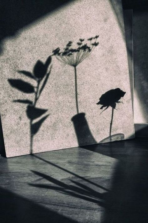 Flowers, Black And White Photo, The Shadow, White Photo, Light And Shadow, A Black, Vase, Black And White, Wall