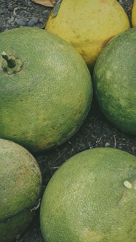 Jeruk bali, jeruk besar, atau pomelo (bahasa Inggris: pomelo, ilmiah: Citrus grandis, C. maxima) merupakan tanaman jeruk yang menghasilkan buah terbesar. Nama "pomelo" disarankan oleh Kementerian Pertanian karena jeruk ini tidak ada kaitannya dengan Provinsi Bali. Bobot buah jeruk bali bisa mencapai 1–2 kg. Daging buahnya berbulir dengan warna merah-oranye dan rasa yang cenderung terasa manis bercampur asam dan sedikit getir. Jeruk Bali, Bali Aesthetic, Bali, Nature