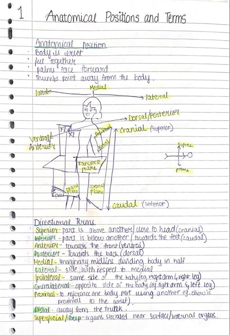 Anatomical Terminology Notes, Anatomical Position Anatomy Notes, Anatomical Terms Notes, Anatomical Planes, Anatomical Position, Physiology Notes, Vet Nursing, Anatomical Terms, Nursing School Supplies