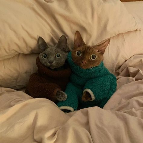 Image posted on Jul 21, 2024 – @5tn on Tumblr Cats In Sweaters, Cute Hairless Cat, Gatto Carino, Rex Cat, Silly Cats Pictures, Hairless Cat, Two Cats, Silly Dogs, Silly Animals