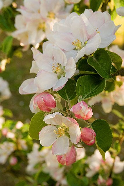 Apple blossom. by Live Bohemian, via Flickr Spring Blossom, Apple Blossom, Apple Tree, Tree Branch, Flowering Trees, Blossom Flower, Beautiful Blooms, Dream Garden, Fruit Trees