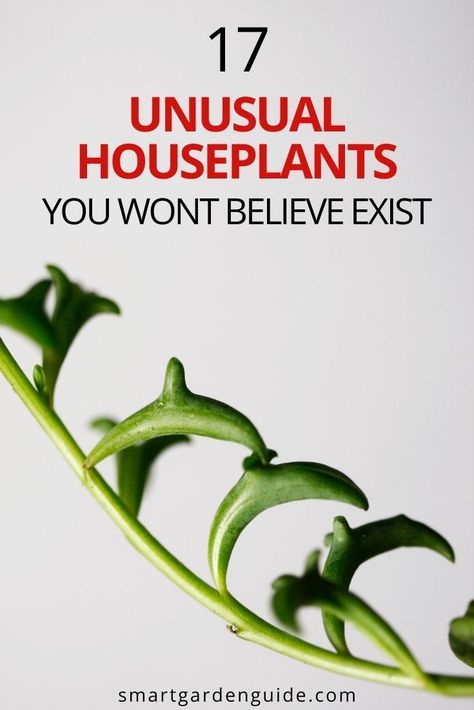 17 unusual but beautiful houseplants that are so unique. I cover my favorite wierd and wonderful houseplants that will always draw a reaction from anyone who sees them. Kitchen Plants Decor, Coastal Home Exterior, Cream Tattoo, Kitchen Plants, Household Plants, Smart Garden, Indoor Plant Care, Plant Decor Indoor, Unusual Plants